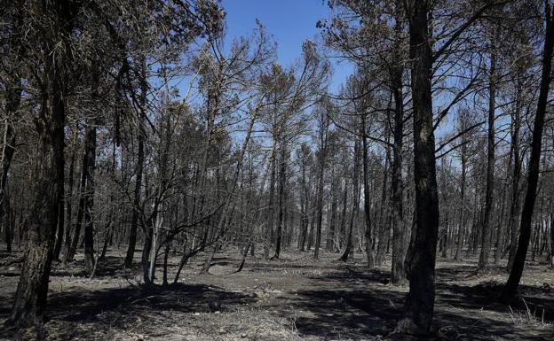 Los bomberos vencen al fuego en Bejís