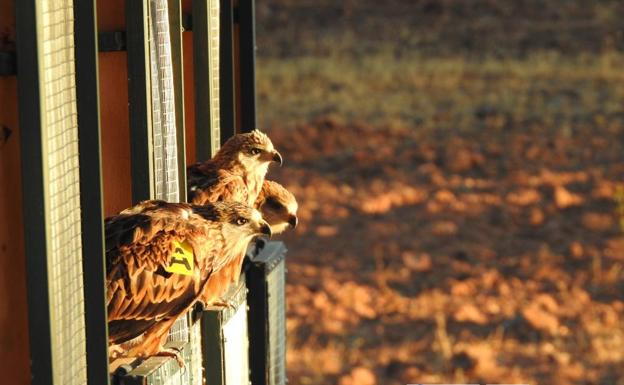 Liberados en Extremadura los primeros milanos reales para mejorar la población en la Península Ibérica