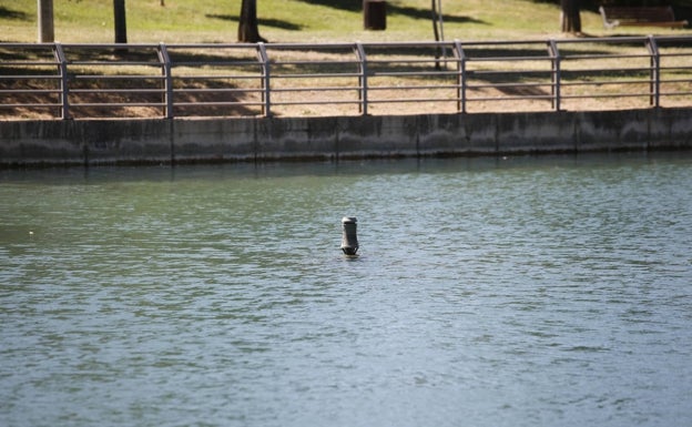 Las pruebas de legionela en Cáceres dieron positivo en el géiser del Rodeo y en una fuente de Colón