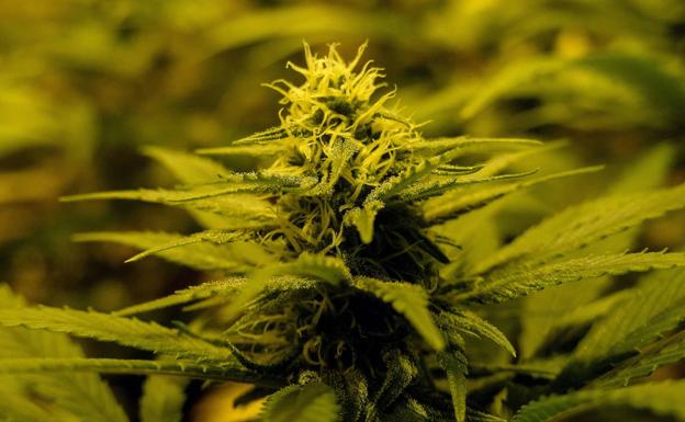 Marihuana 'Gelato', la nueva droga que ya ha llegado a España