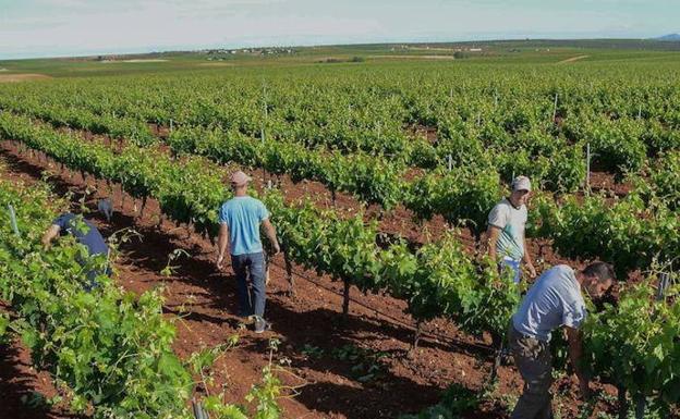 La CLYGAL denunciará a La Unión Extremadura por acusarla de acordar el precio de la uva