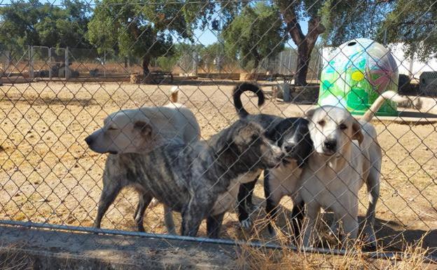 Multados cuatro vecinos de Mérida y uno de Valverde de Mérida por abandono animal