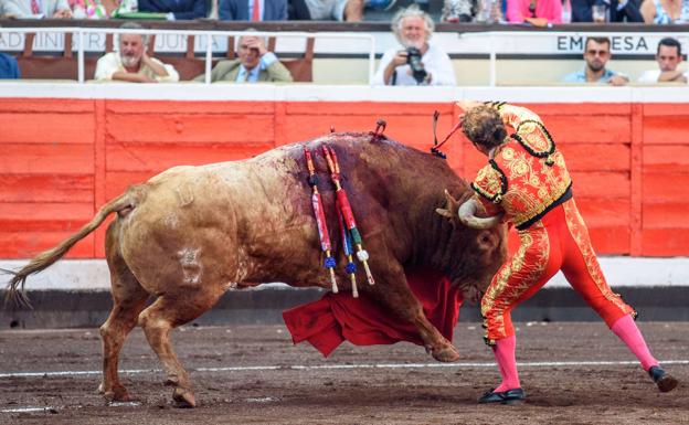 Cotorrito, el toro de la semana