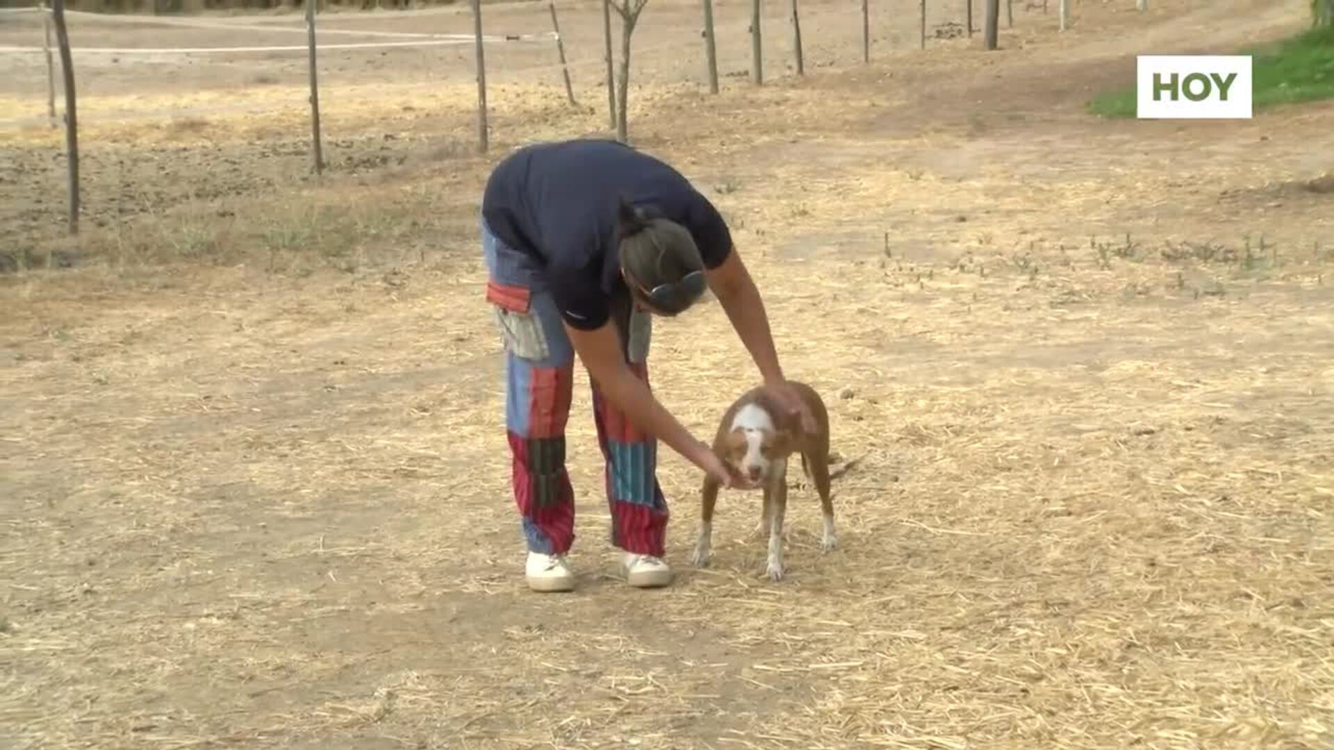 Especial Día de Extremadura: ser animalista y ser taurino