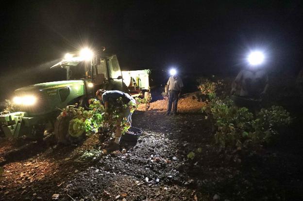 Esta vendimia producirá tres millones de hectolitros de vino, según Cooperativas Agro-Alimentarias