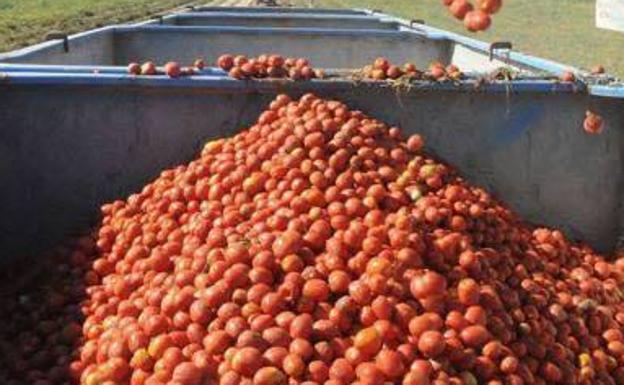 Talavera la Real está lista para celebrar el sábado su batalla de tomates