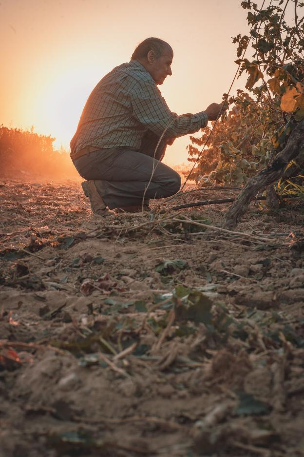 El consumo anima la vendimia