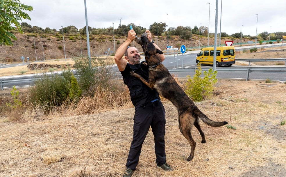 Crash se entrena para ser perro policía en Plasencia