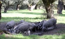 Las mejores granjas de porcino ibérico se darán cita en Mérida