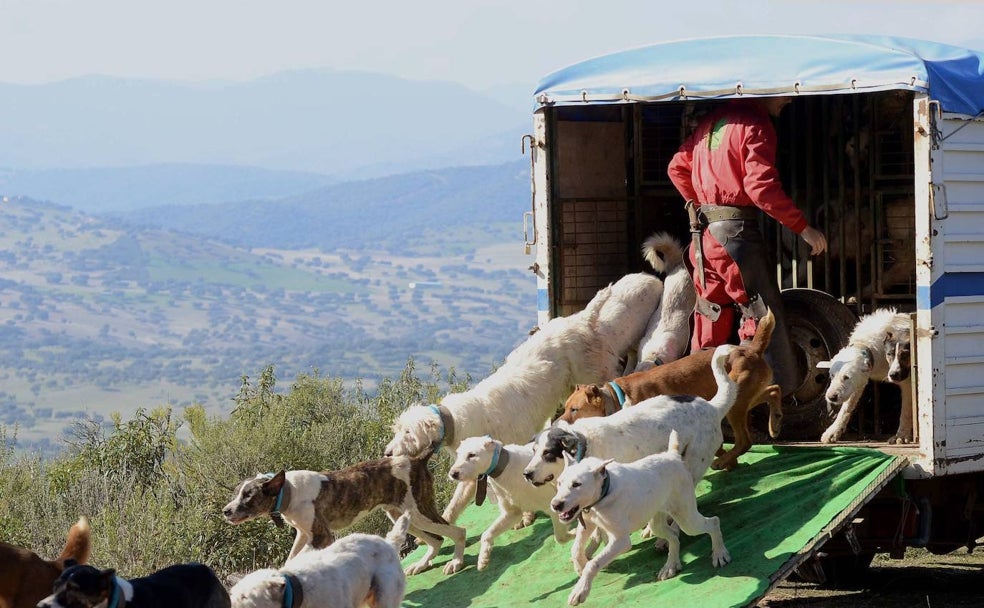 Los perros de caza, en el punto de mira