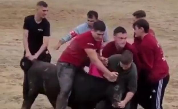 Colectivos animalistas denuncian maltrato de los quintos de Tornavacas a una vaquilla