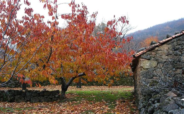Autumn landscape in the Jerte Valley