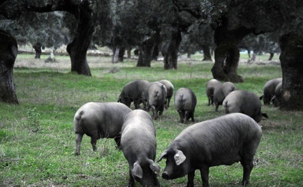 La denominación de origen Extremadura elimina el cerdo ibérico cruzado