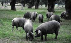 La denominación de origen Extremadura elimina el cerdo ibérico cruzado