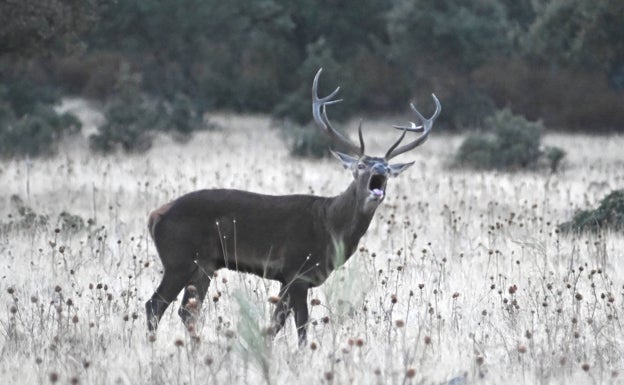 La berrea pone banda sonora a la dehesa extremeña