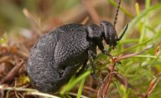 Descubierta en España una nueva especie de escarabajo