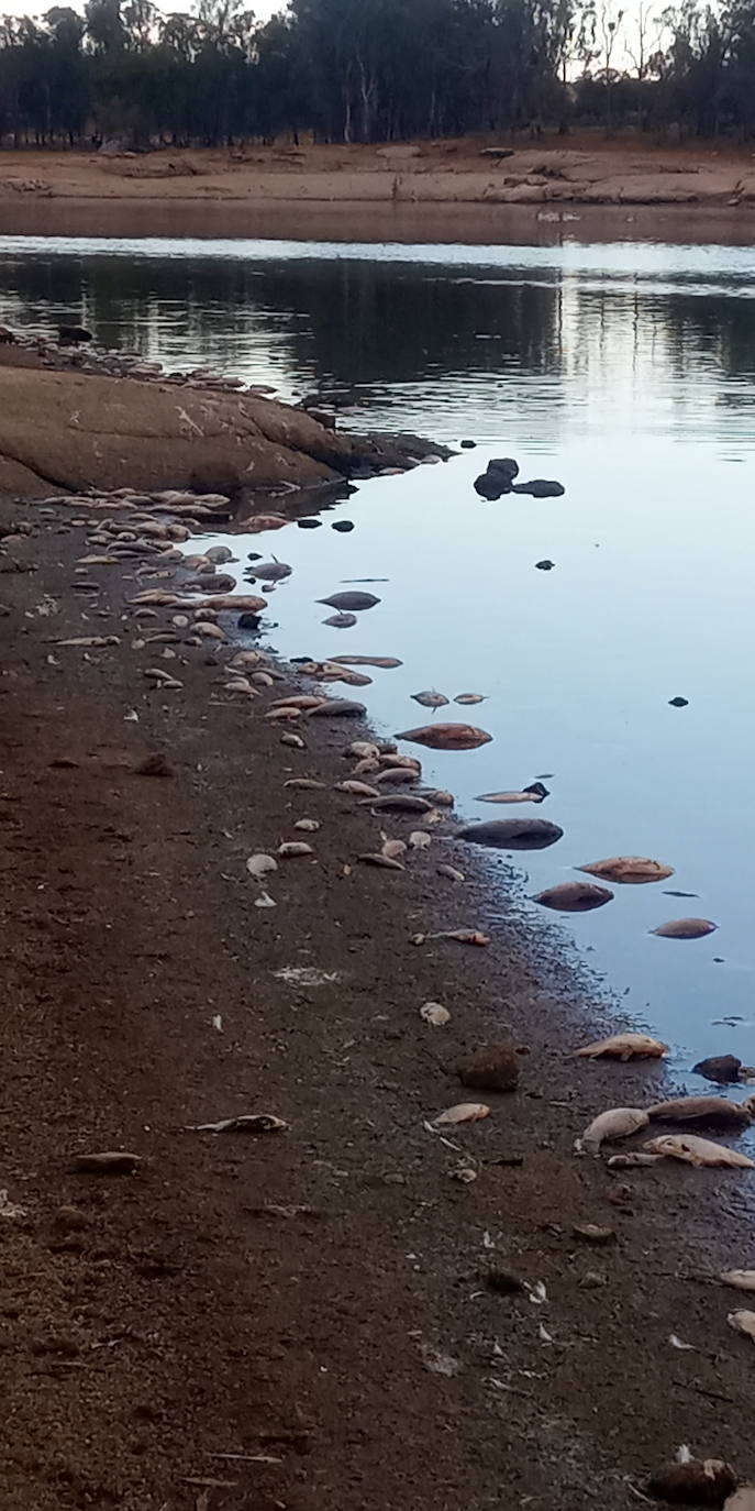 Aparecen cientos de peces muertos en el pantano de Valdesalor