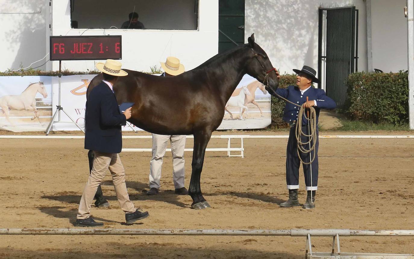 Imágenes del primer día de la Feria Internacional Ganadera de Zafra