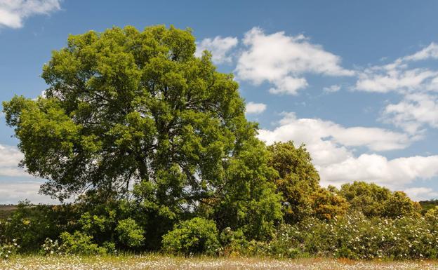 ¿Qué tiempo hará en Extremadura los próximos días?