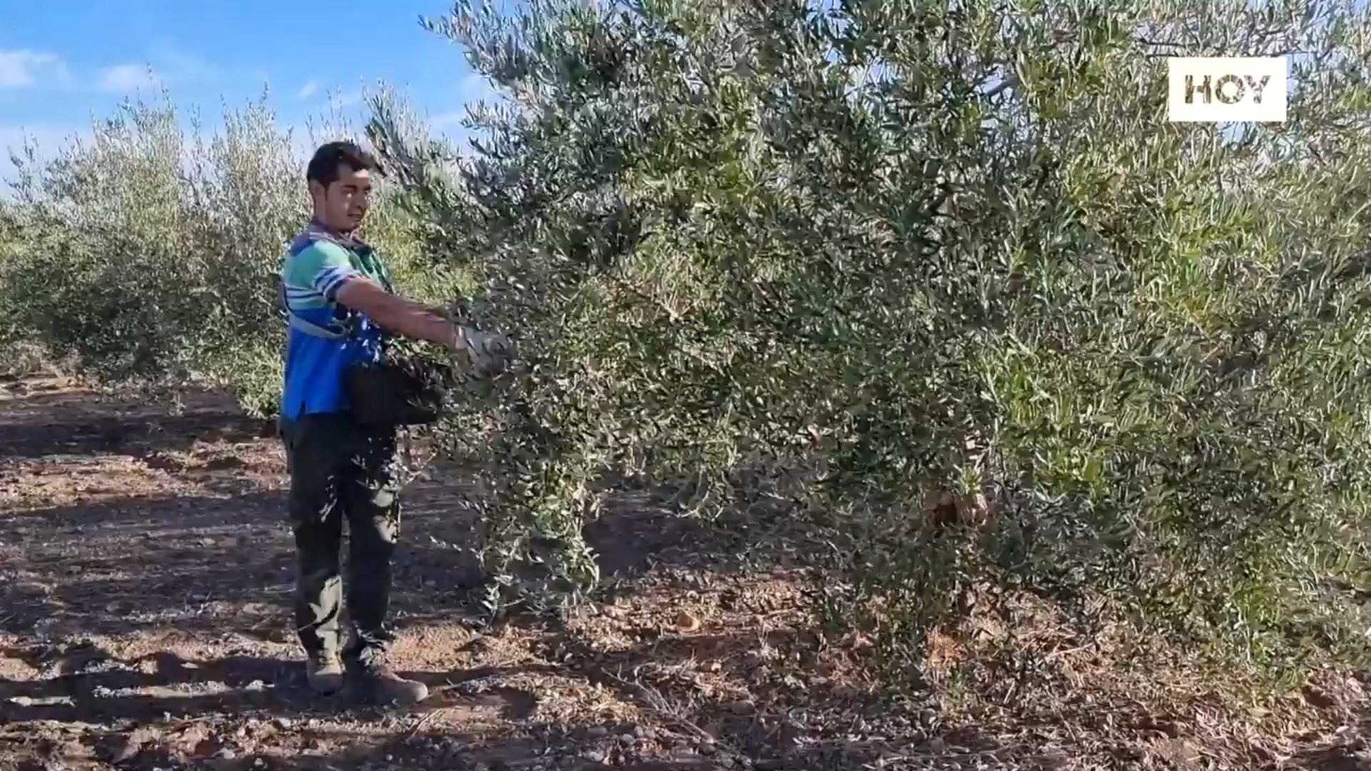 ​La campaña de verdeo más corta del siglo​