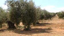 Baja la producción de aceite de oliva por la sequía
