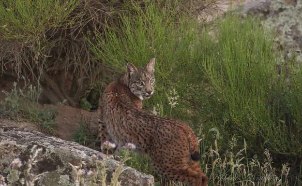 Piden cárcel para un cazador por matar a un lince ibérico y ordenar a un trabajador que lo enterrara fuera de su finca