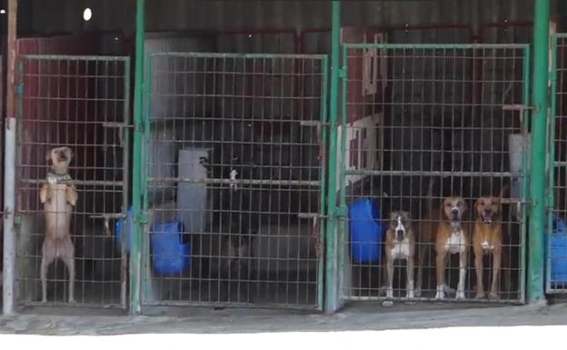 Denuncian las «malas condiciones» de tres rehalas de perros de caza en Herrera del Duque