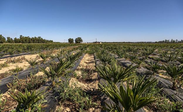 La Confederación del Guadiana dirigirá la transformación en regadío de una zona en Logrosán