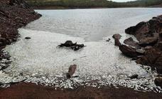 Miles de peces muertos en el pantano Peña del Águila