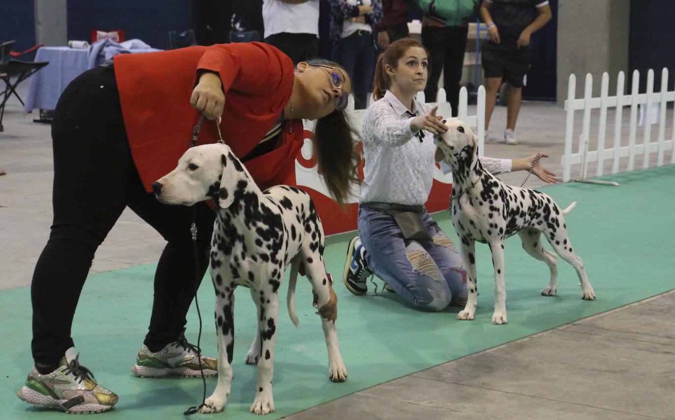 «Yo vivo para dar de comer a mis perros»