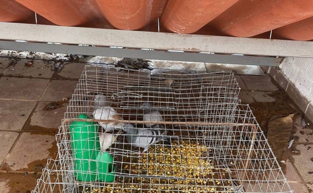 El Ayuntamiento prevé capturar un millar de palomas en el casco histórico de Cáceres hasta marzo