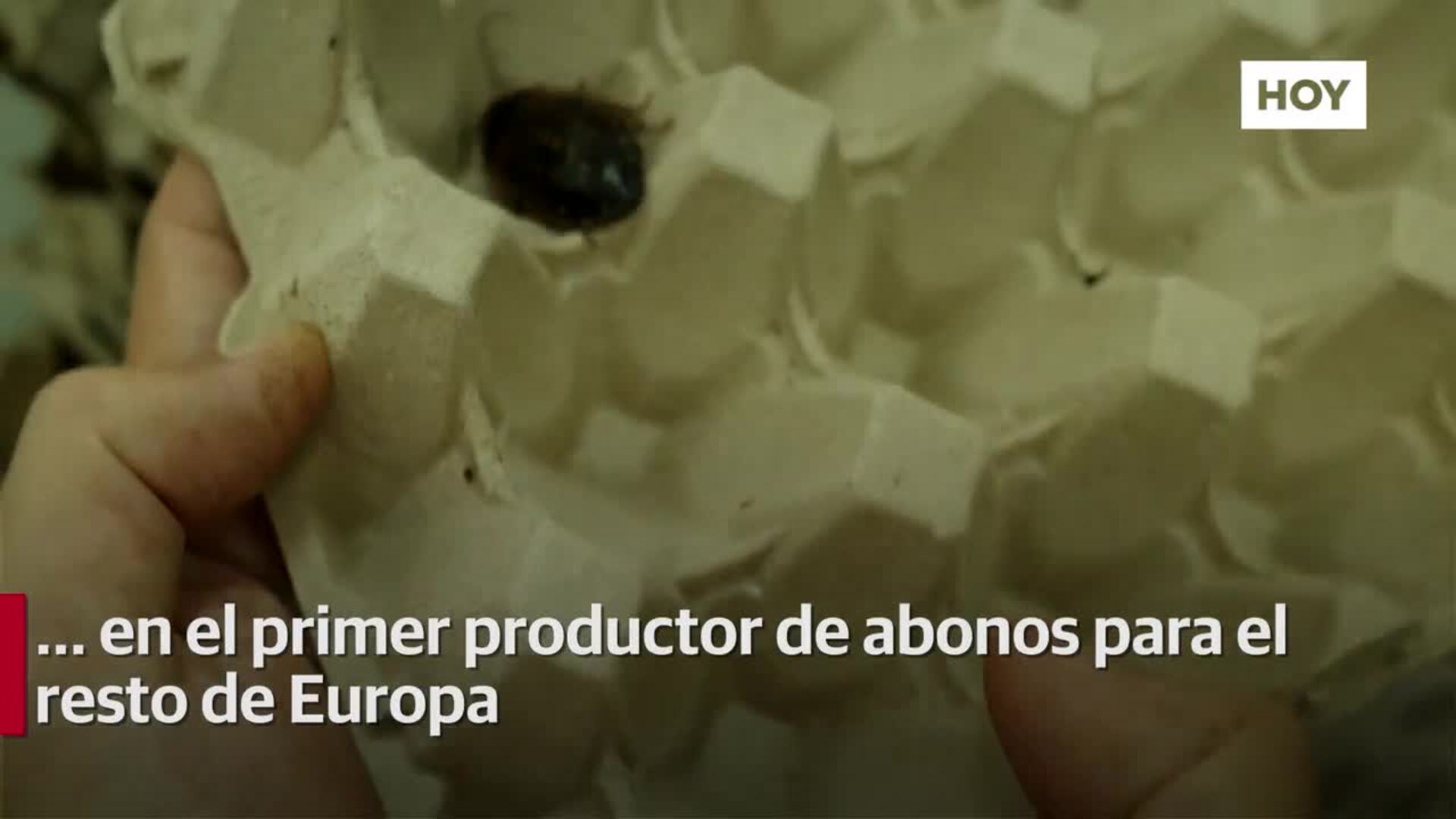 ​El abono ideal sale de las cucarachas​