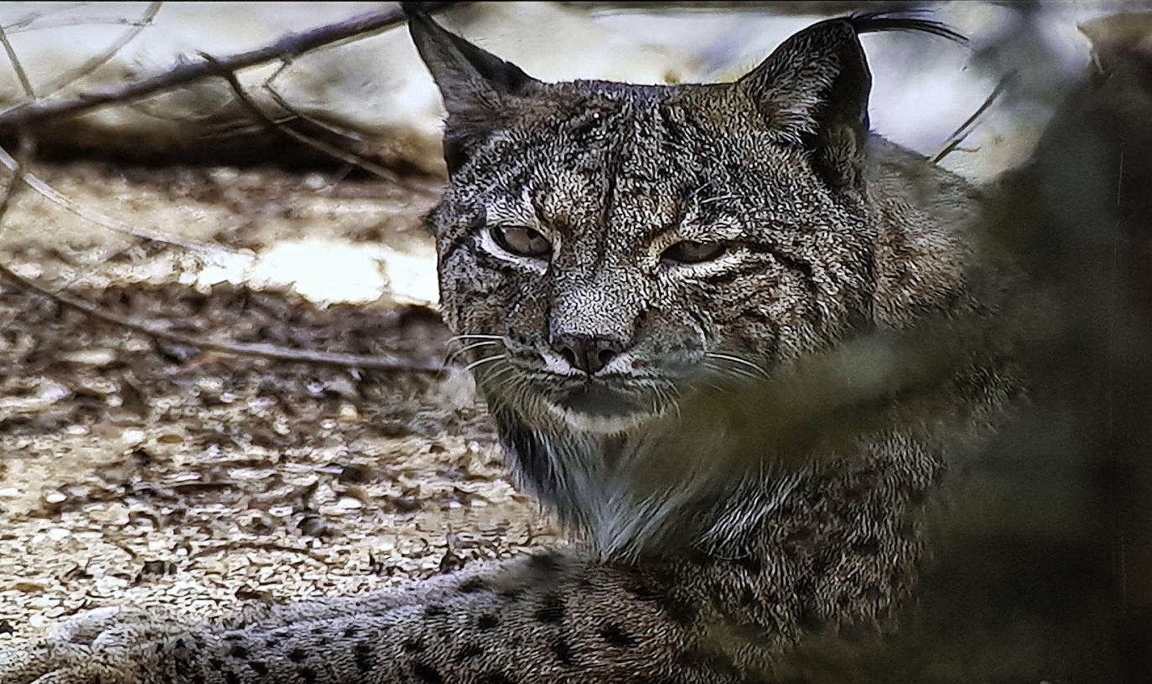 Calendario 2023 SOS Campanario