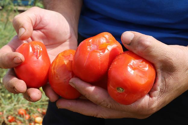 Agroseguro pagará 22 millones de euros a los agricultores de la región