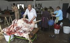 Cada vez a menos cerdos les llega su San Martín con las matanzas caseras en Extremadura