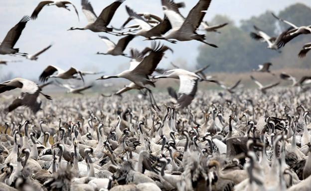 Más de 100.000 grullas regresan a Extremadura para pasar el otoño e invierno