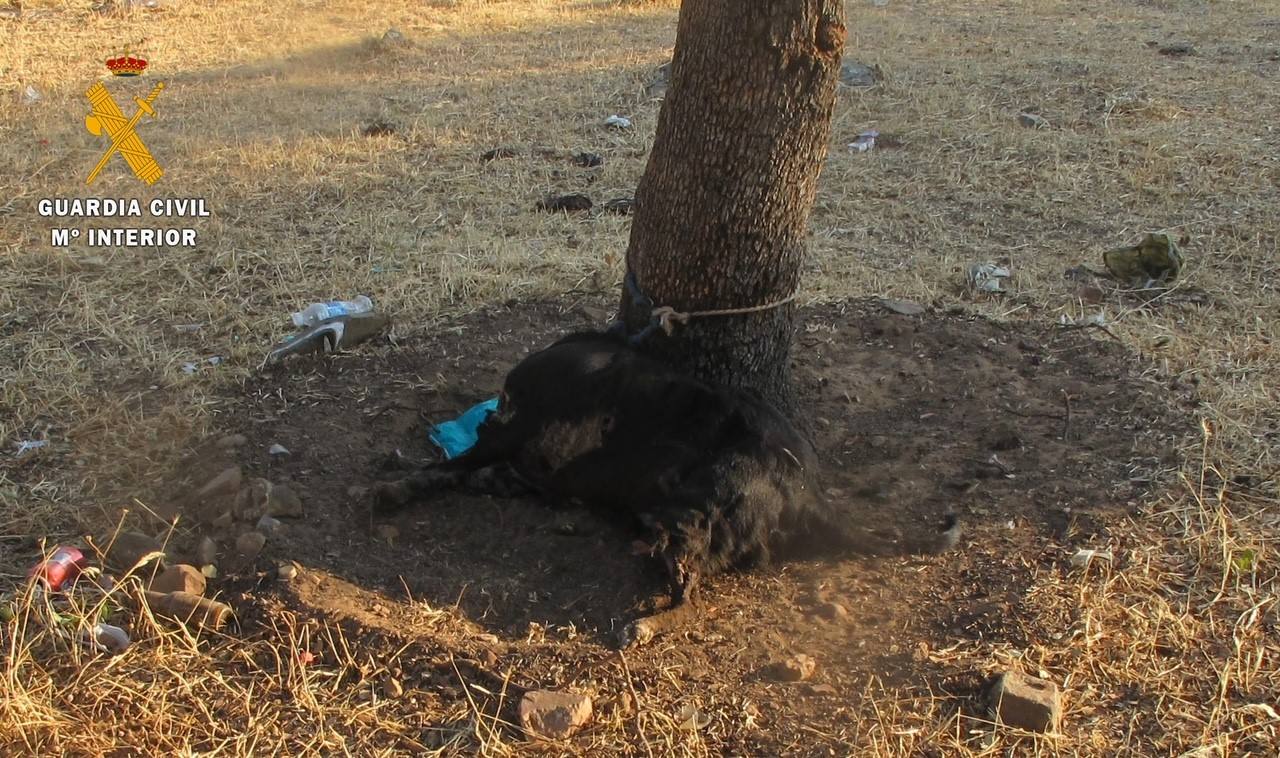 Deja morir a un perro sin comida ni agua atado a un árbol en Cáceres