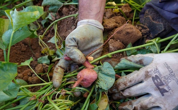 La mujeres son cotitulares en solo 93 explotaciones agrarias de Extremadura