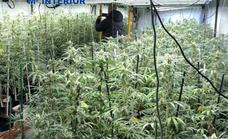 Desmantelada una plantación de marihuana en una nave de Plasencia