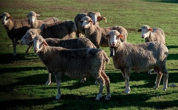 La Siberia celebra este sábado la XI Fiesta de la Trasterminacia