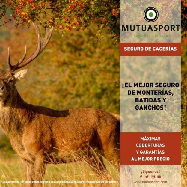 Mutuasport te ofrece el mejor seguro para perros de caza y monterías