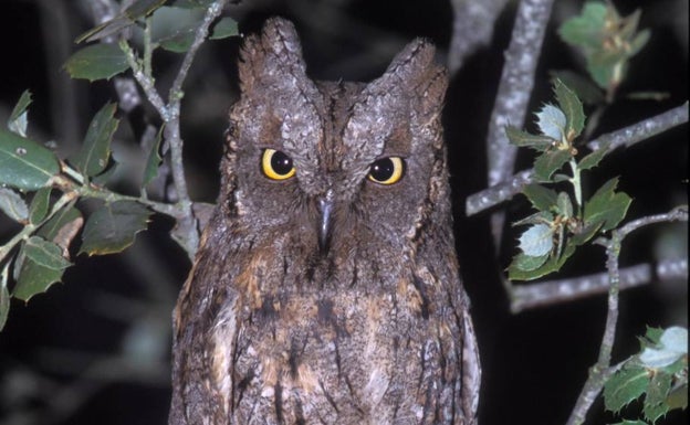 En busca de voluntarios para 'cazar' los cantos de las aves de la noche