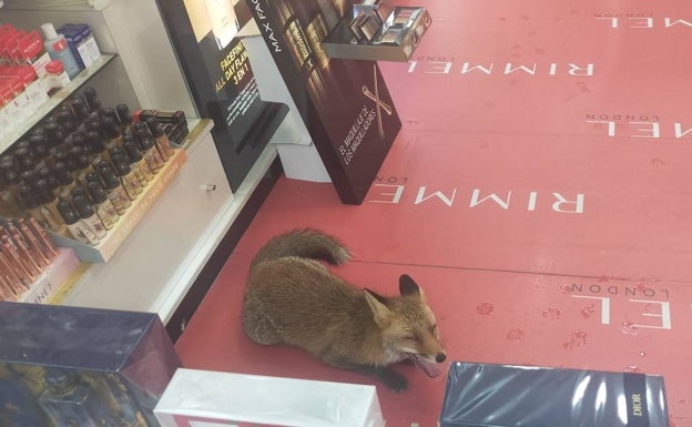 Un zorro se cuela en una perfumería del centro de Cáceres