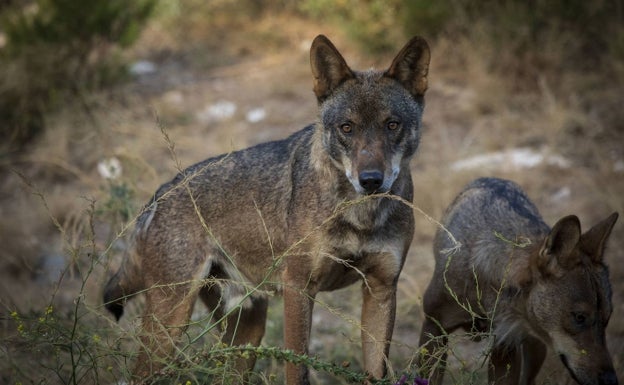 Diez lobos viven en áreas de Extremadura próximas a Ávila y Portugal, estima la Junta