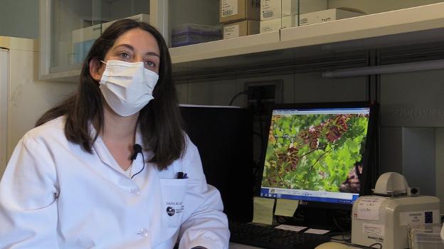 «La yesca afecta al 18% de los viñedos de la región»