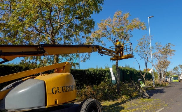 El Ayuntamiento inicia el primer catálogo de los árboles de Badajoz