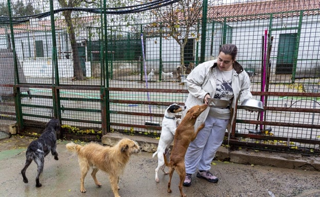 Los abandonos desbordan las perreras de Extremadura
