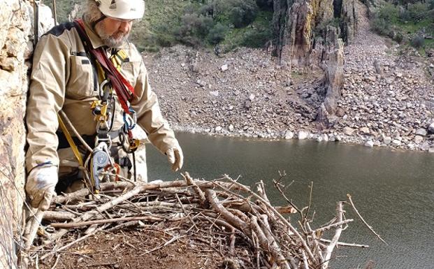 Así se construye en altura un nido de águila imperial y plataformas para buitres en Extremadura