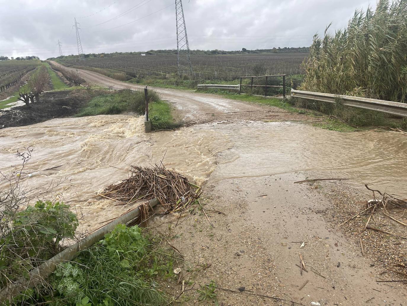 Efraín deja árboles caídos y caminos cortados en Calamonte