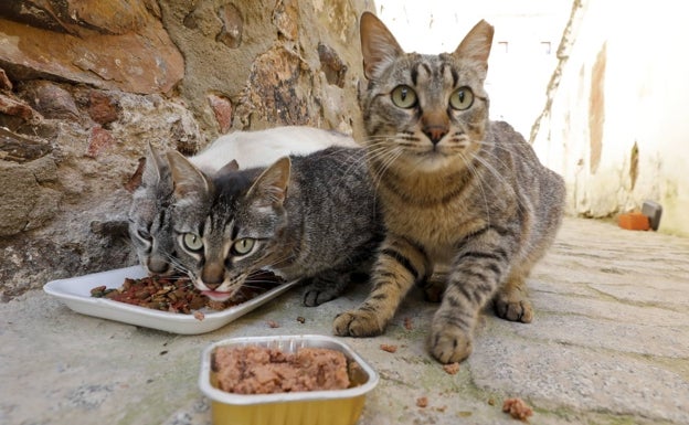 El control de colonias felinas de Cáceres empieza con la esterilización de 300 gatos